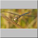 Aeshna mixta - Herbst-Mosaikjungfer m07.jpg